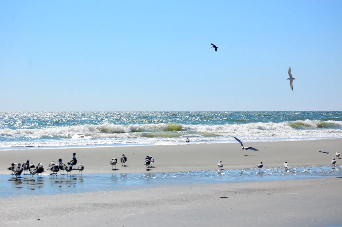 A serene stretch of sandy beach meets the rolling ocean waves, with seagulls in flight and space for walking, sunbathing, and building sandcastles. The scene conveys a peaceful and inviting atmosphere, ideal for multi-generational enjoyment.